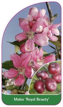 Malus 'Royal Beauty'