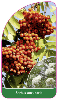 Sorbus aucuparia