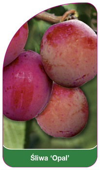 Prun 'Opal'