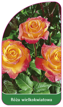 Trandafir cu flori mari Nr. 258