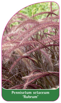 Pennisetum setaceum 'Rubrum'