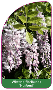 Wisteria floribunda 'Honbeni'