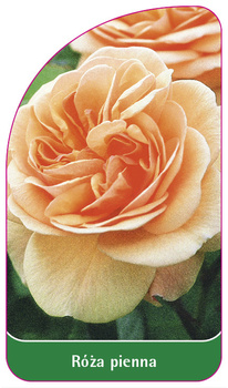 Trunchi trandafir Nr. 59